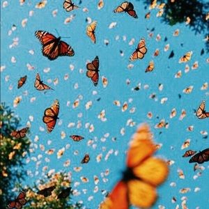 Meet your Posher, Lexi